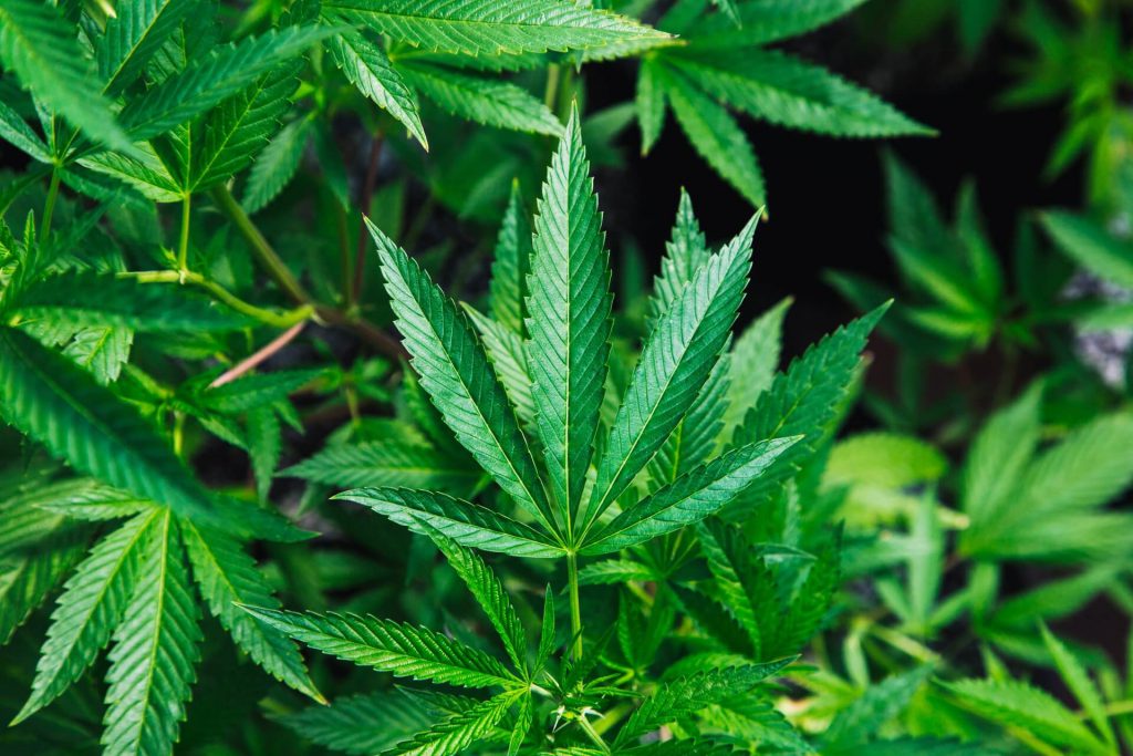Green cannabis plant close-up