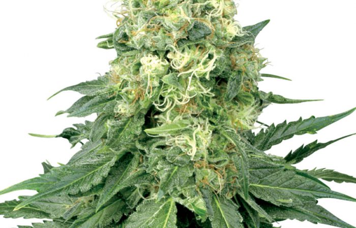 White Widow