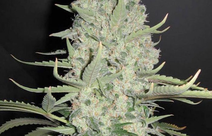 White Widow x Big Bud