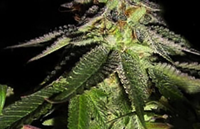 818 Headband Aka Sour OG
