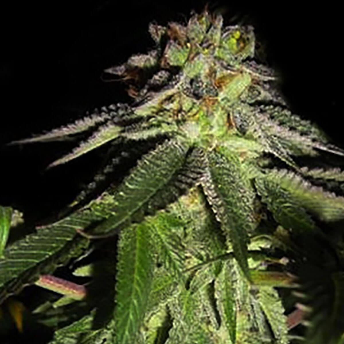 818-headband-aka-sour-og-images