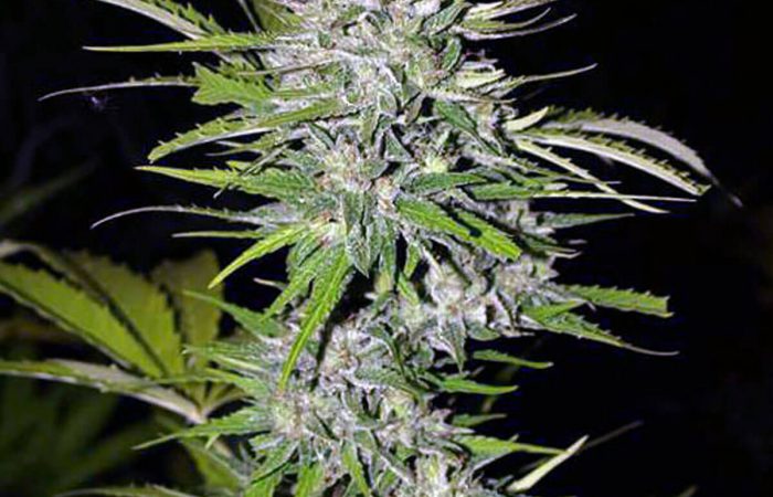 Afghani Kush