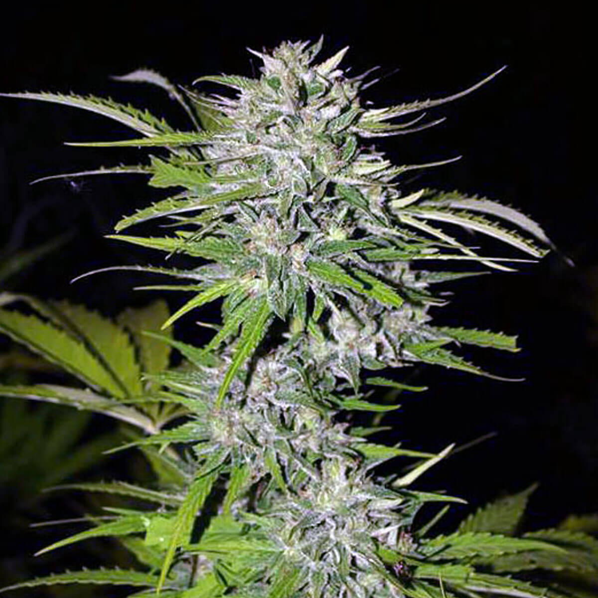 Afgani-Kush-auto