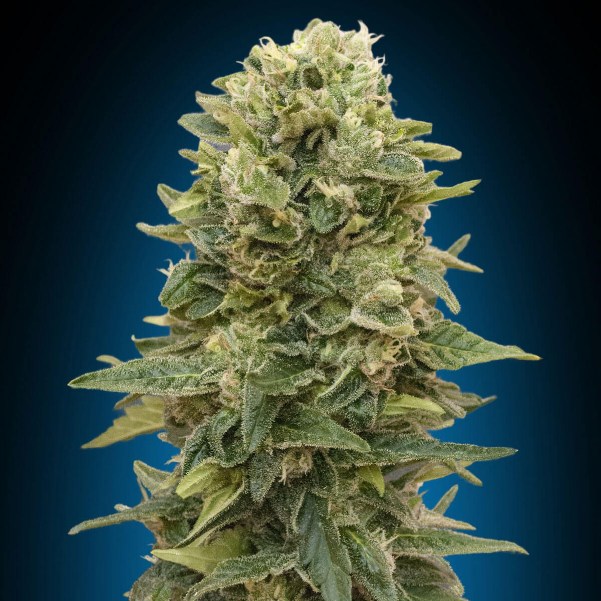Afghan-Mass-Image