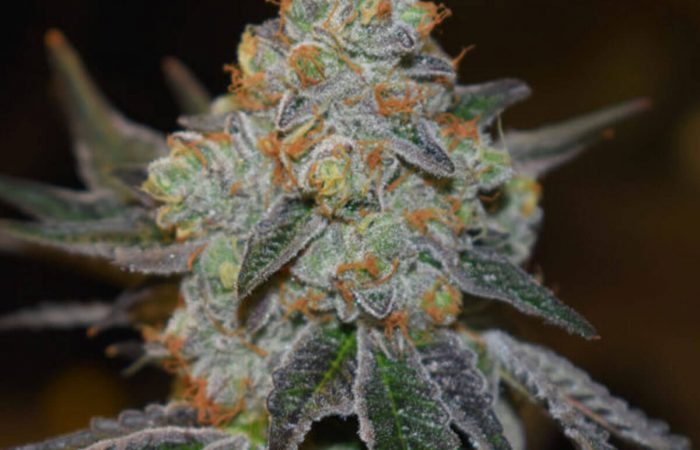 Afghan Skunk