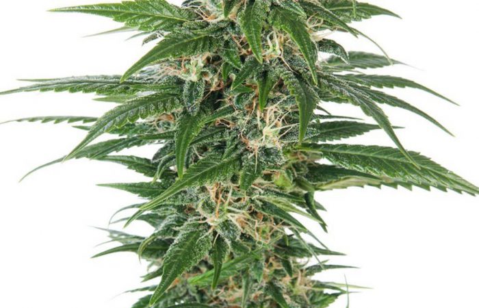 Alien OG