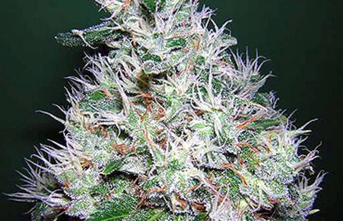 Bubblegum