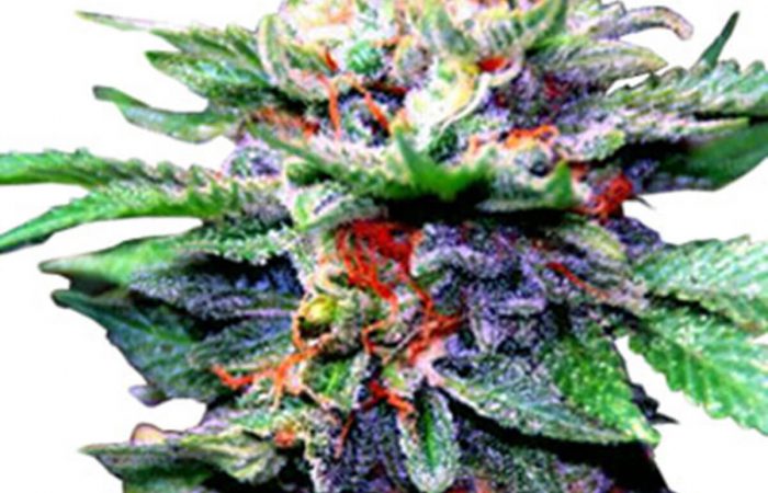 Blueberry CBD