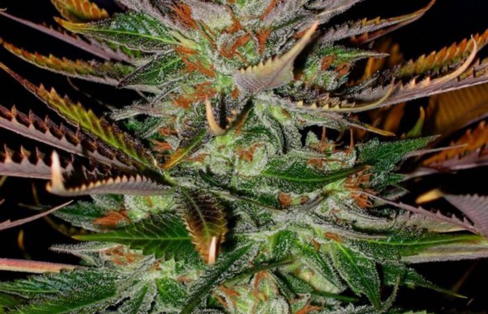 Cherry Pie