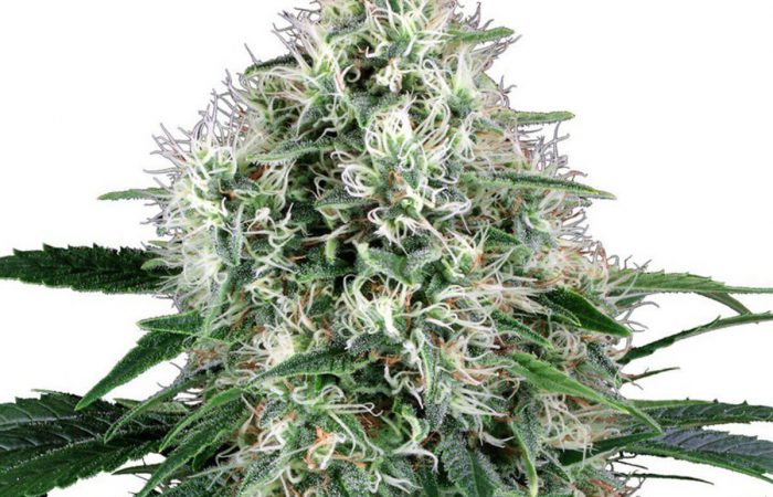 Fire OG