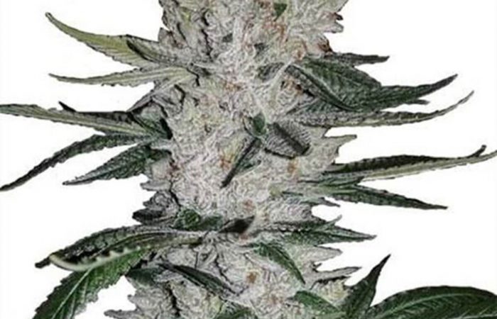 Gorilla Glue