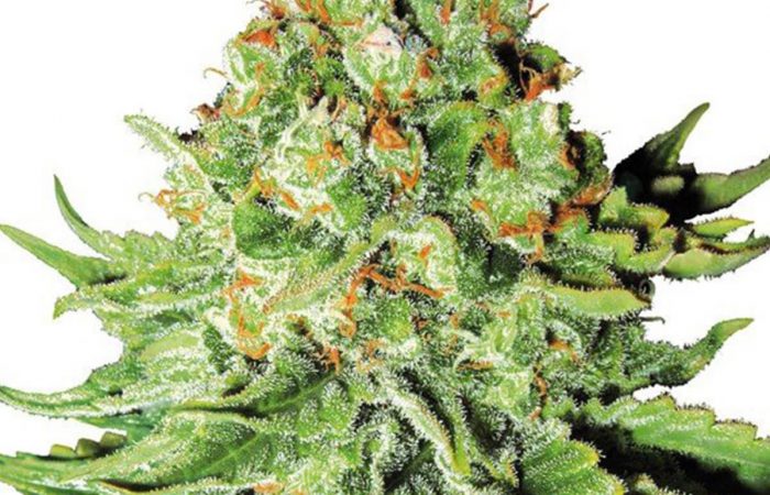 Orange Bud