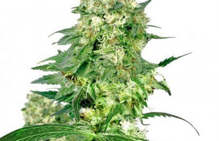Pineapple Haze