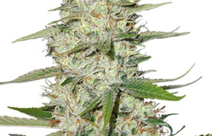 Power Plant