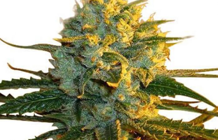 Super Lemon Haze