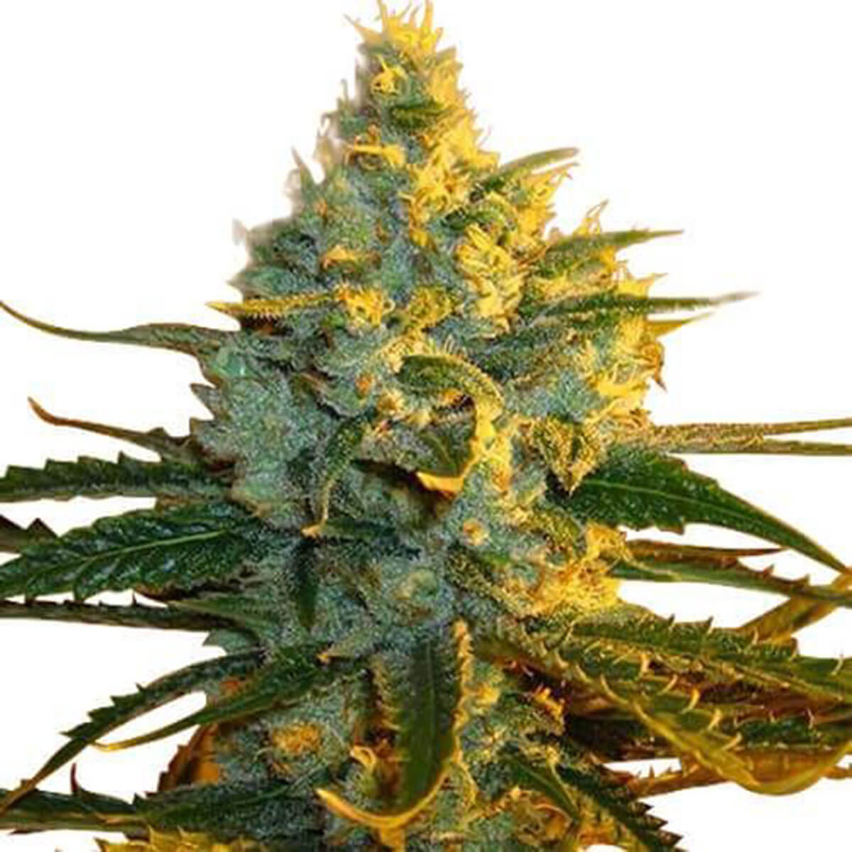 SuperLemonHaze-images