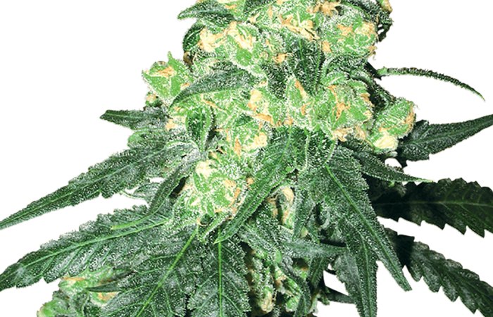 White Rhino