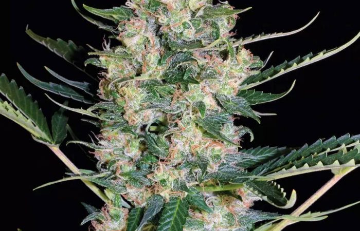 White Russian