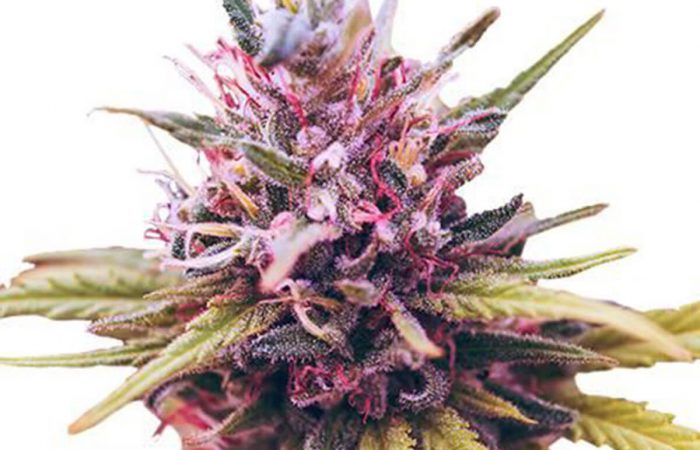 Zkittlez