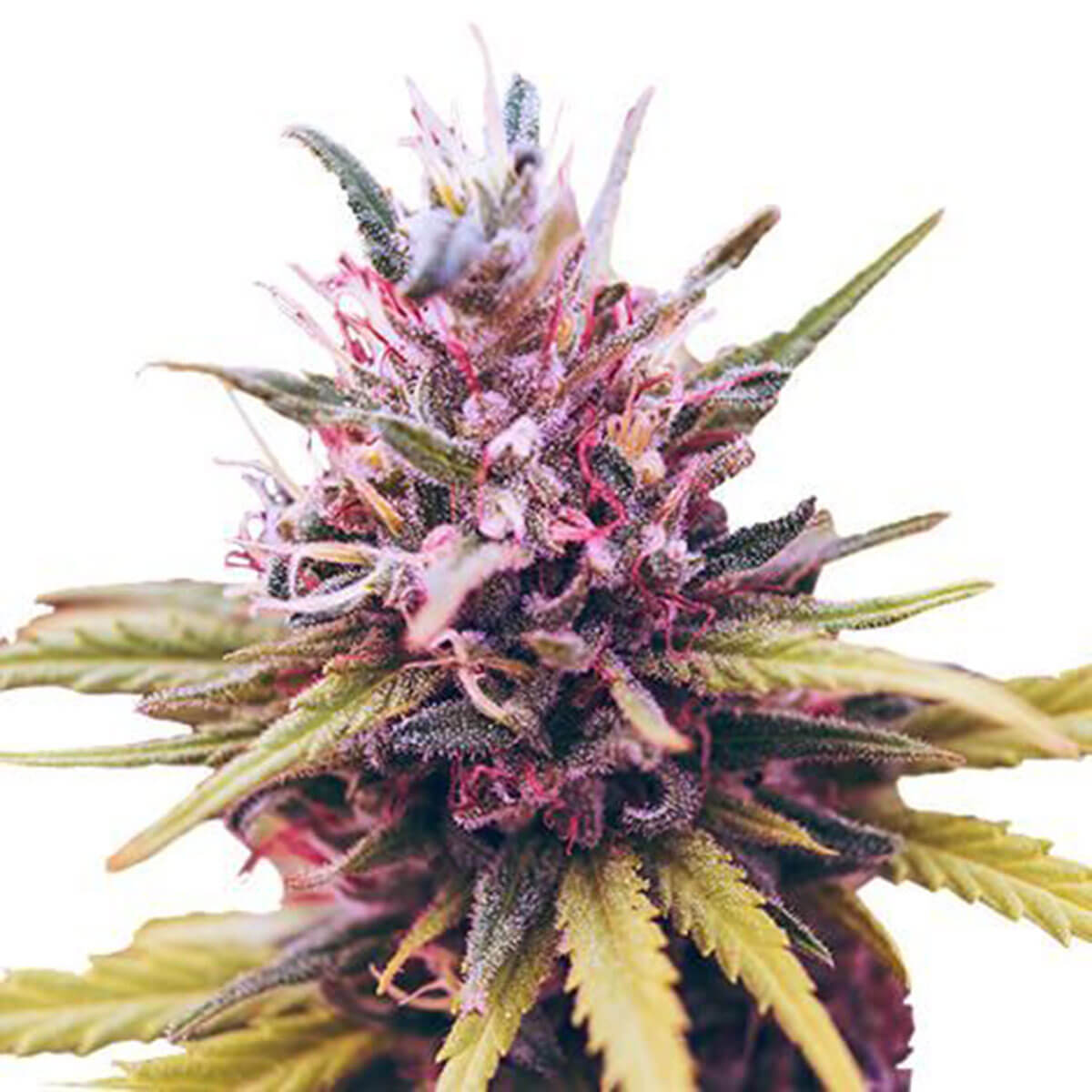 Zkittlez-Images1