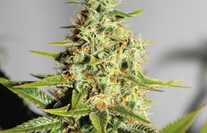 Acapulco Gold