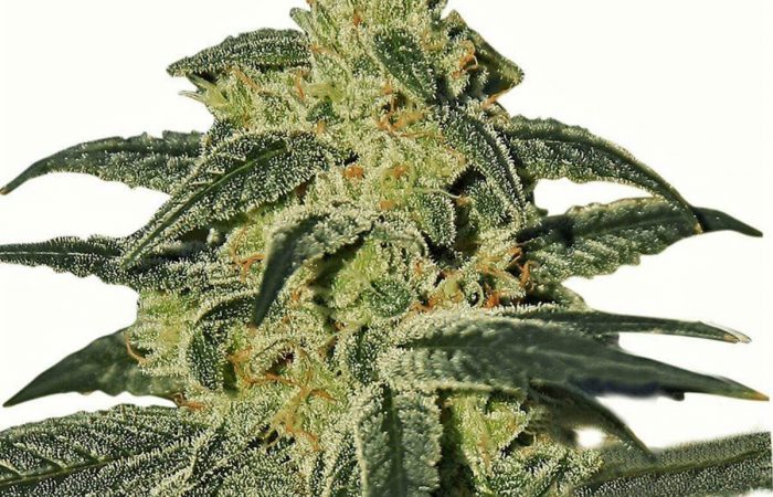 Afghan Hash Plant