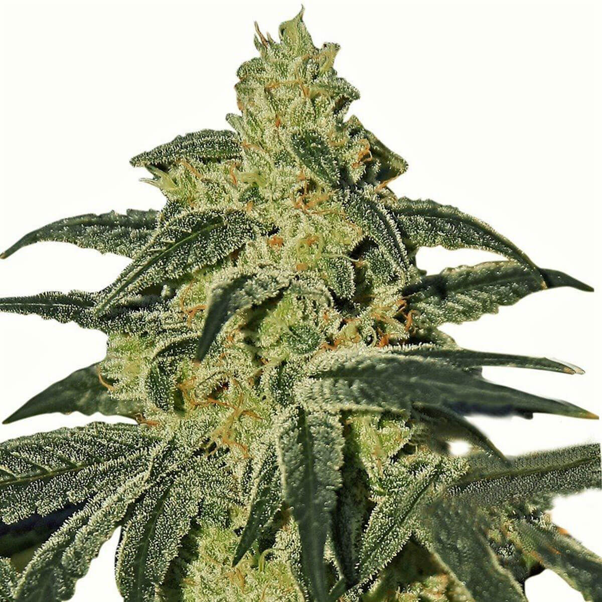 afghan-hash-plant-Images