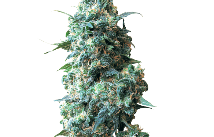 Afghan Kush