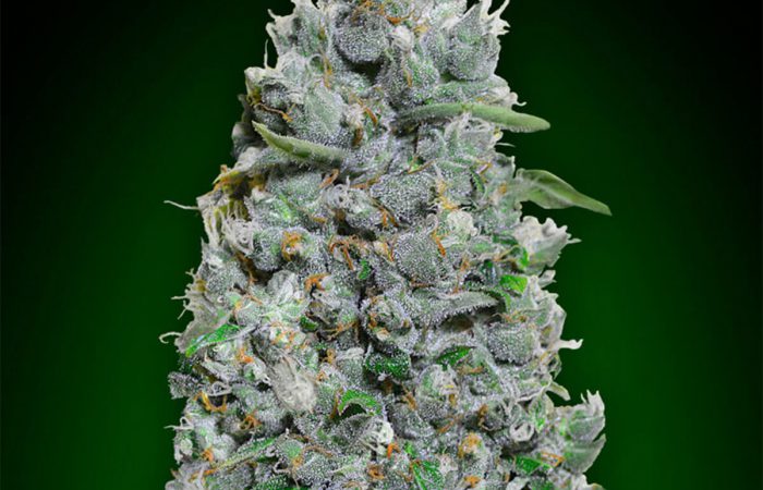 Auto Afghan Mass XXL