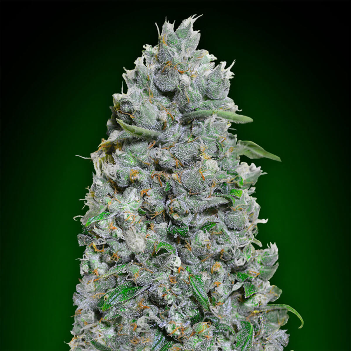 Auto Afghan Mass XXL