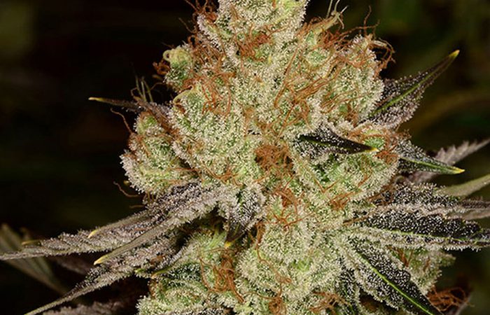 Agent Orange