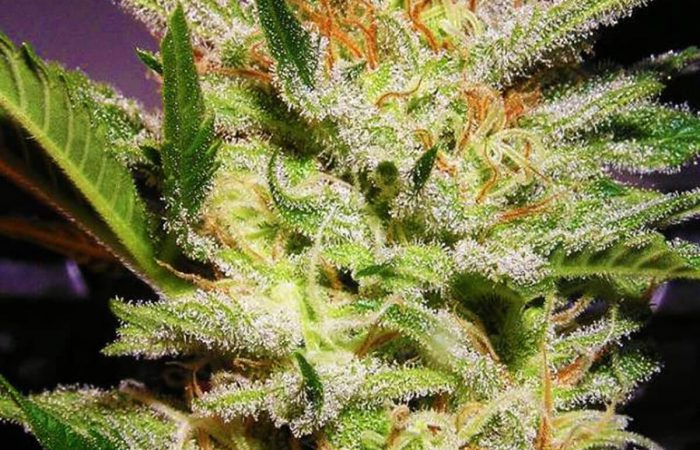 Amnesia Haze