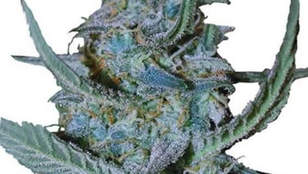 Blue Cheese Weed Strain