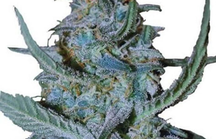 Blue Cheese Weed Strain
