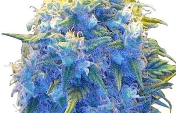 Blue Haze