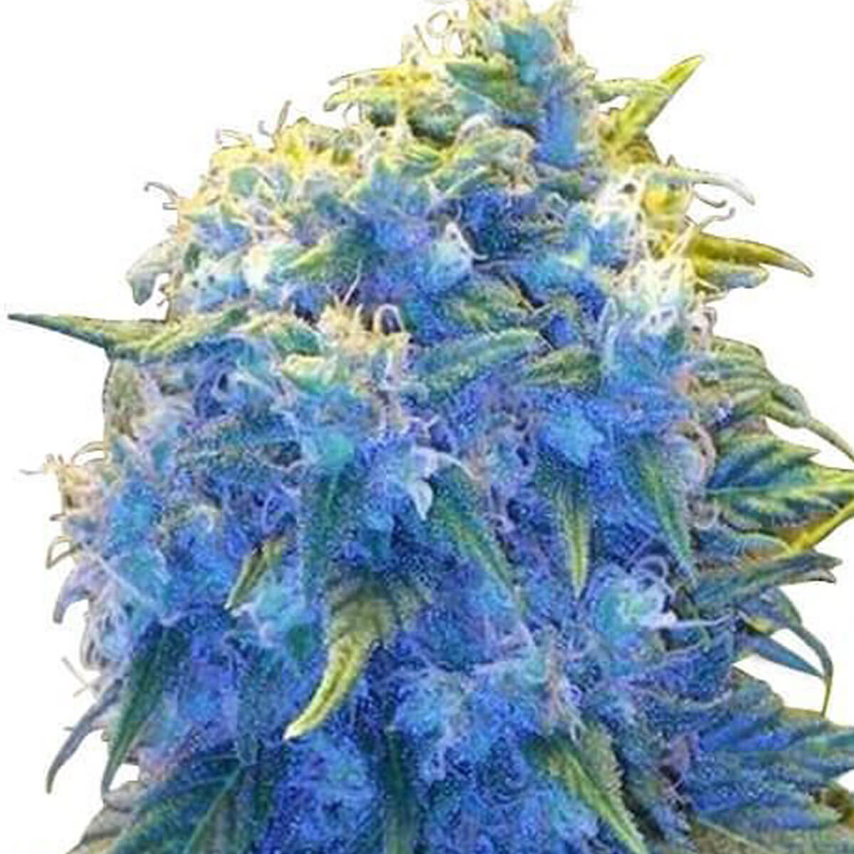 blue-haze-images