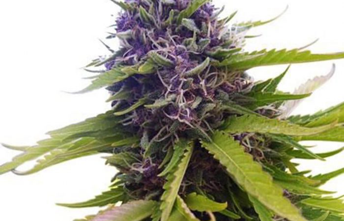 Blueberry
