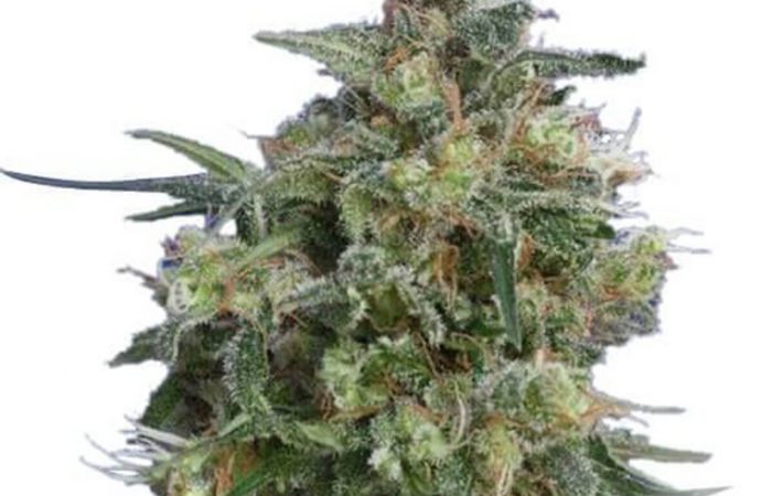 Bubba Kush