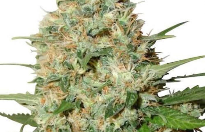Candy Kush