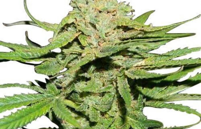 Cannatonic