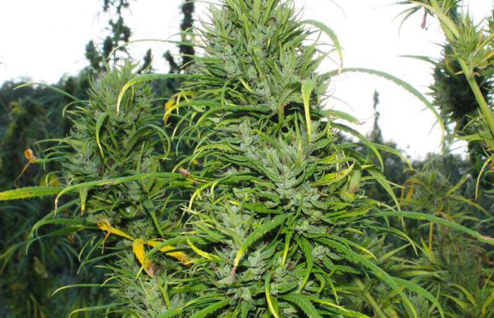 Carma CBD