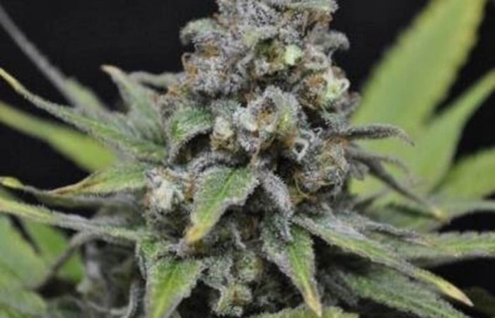 Critical Mass CBD