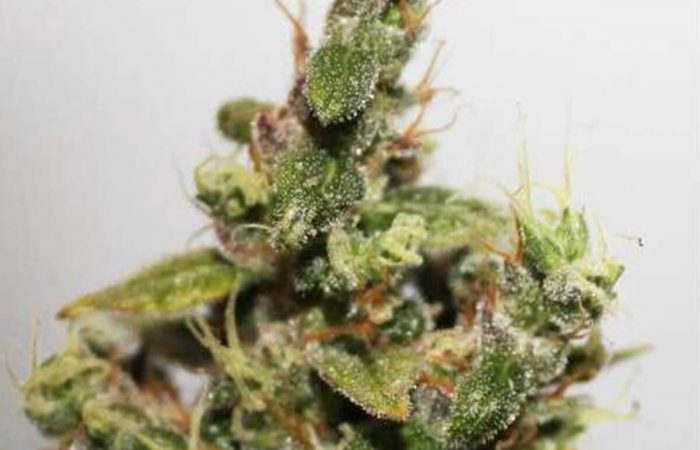 CBD Kush