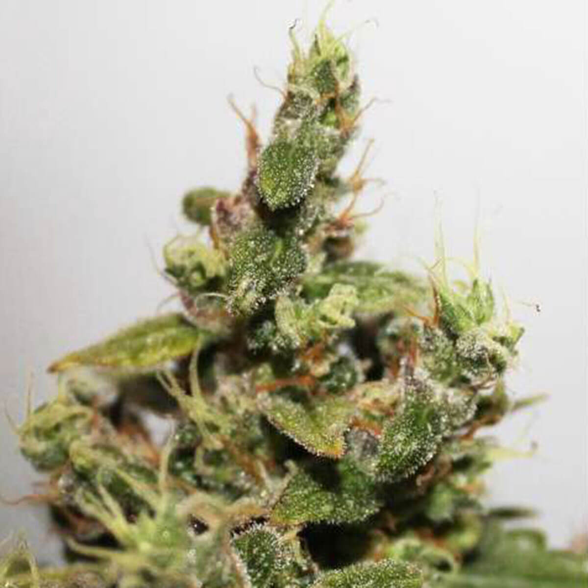 cbd-kush-images