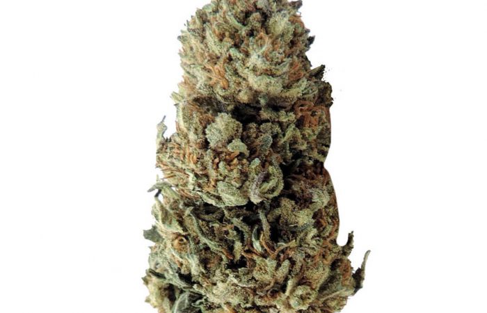 Strawberry Kush CBD
