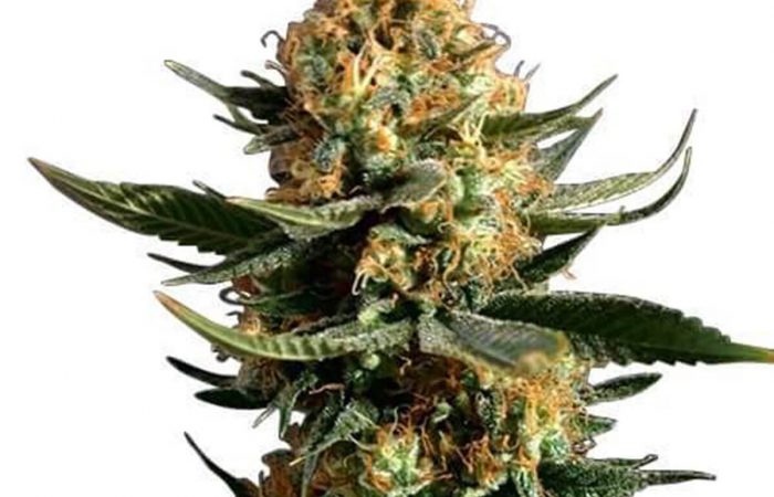 Chemdawg