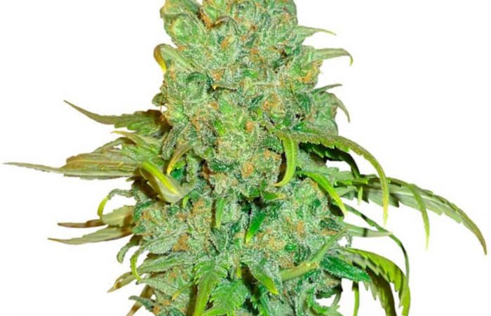 Chocolope