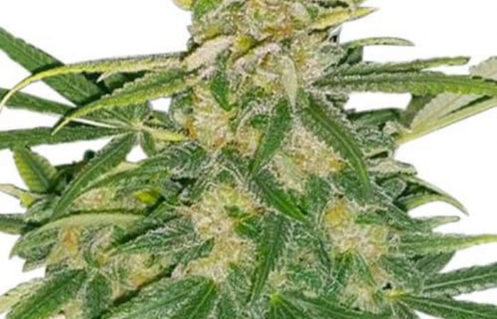 Critical Mass