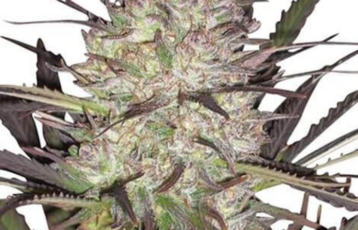 Durban Poison