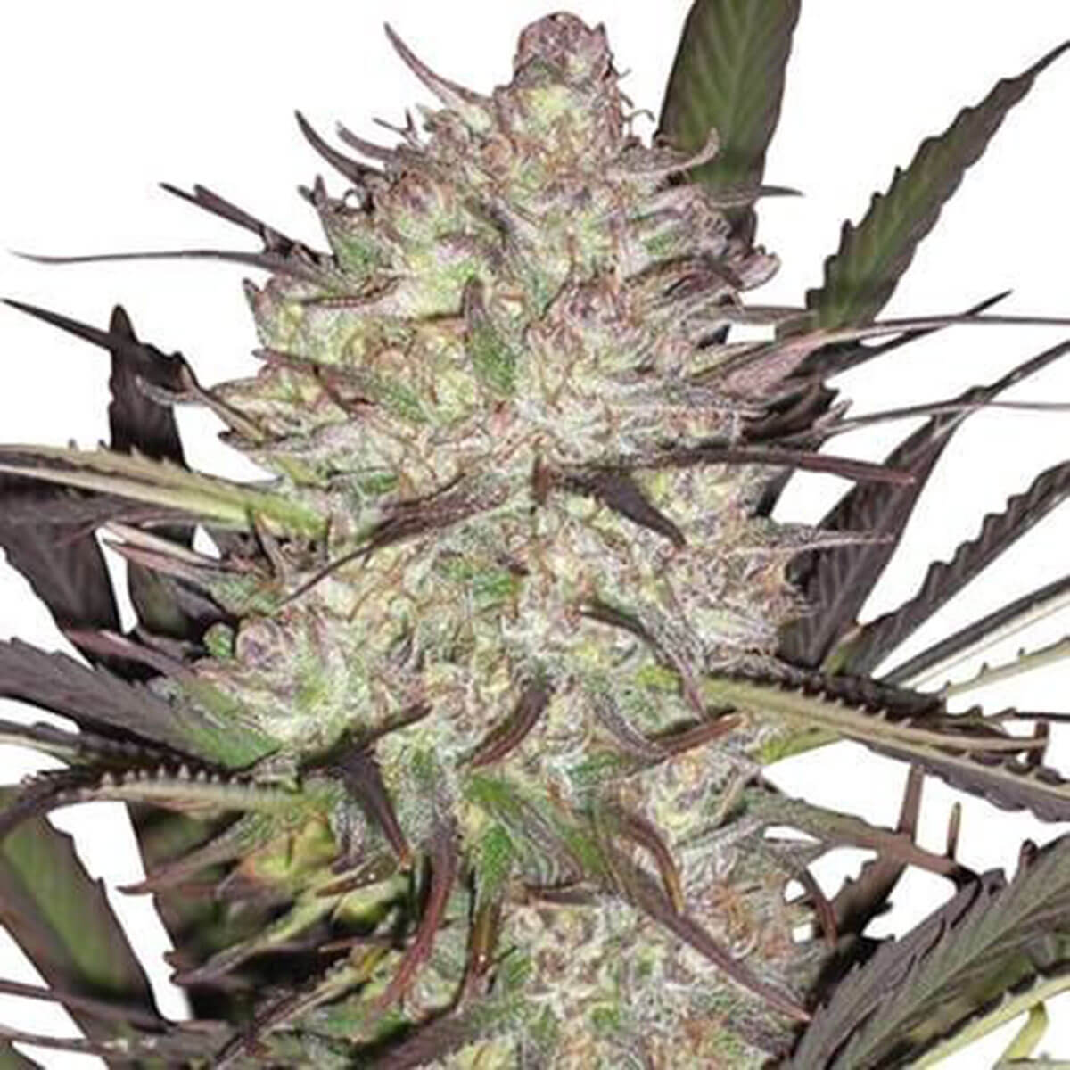 Durban Poison